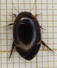 Agabus didymus